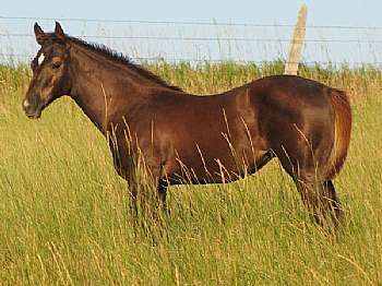 Roses Katie Reed JW<br>AQHA Pending